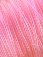 MASKEWIRER, Glitter